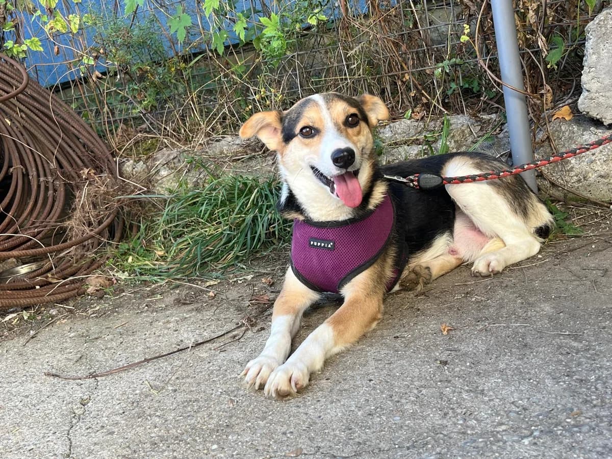 Baldr, male 5yo Mixed Breed for adoption at Ein Herz für Streuner e.V., München