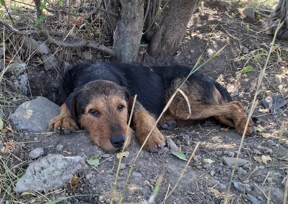 Balduin, male senior Mixed Breed for adoption at Ein Herz für Streuner e.V., München