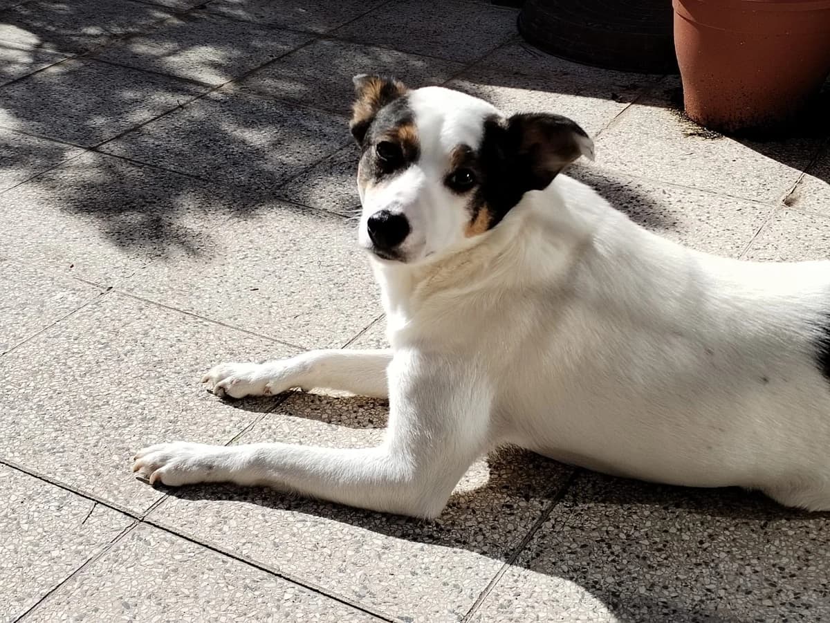 Baldur, male 5yo Mixed Breed for adoption at Ein Herz für Streuner e.V., München
