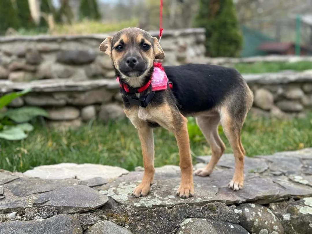 Balearic, female puppy Mixed Breed for adoption at Ein Herz für Streuner e.V., München