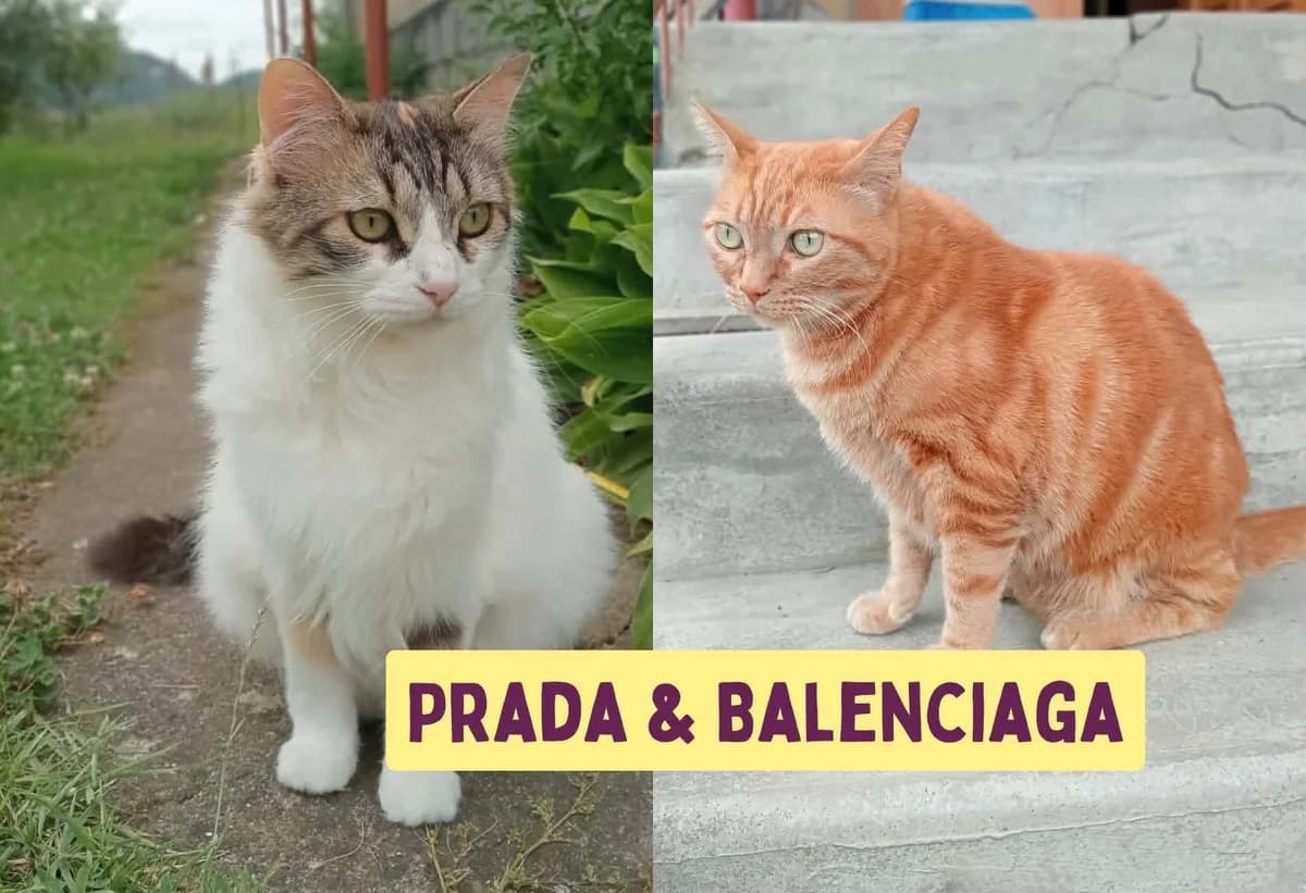 Balenciaga&Prada, female 5yo Mixed Breed for adoption at Ein Herz für Streuner e.V., München