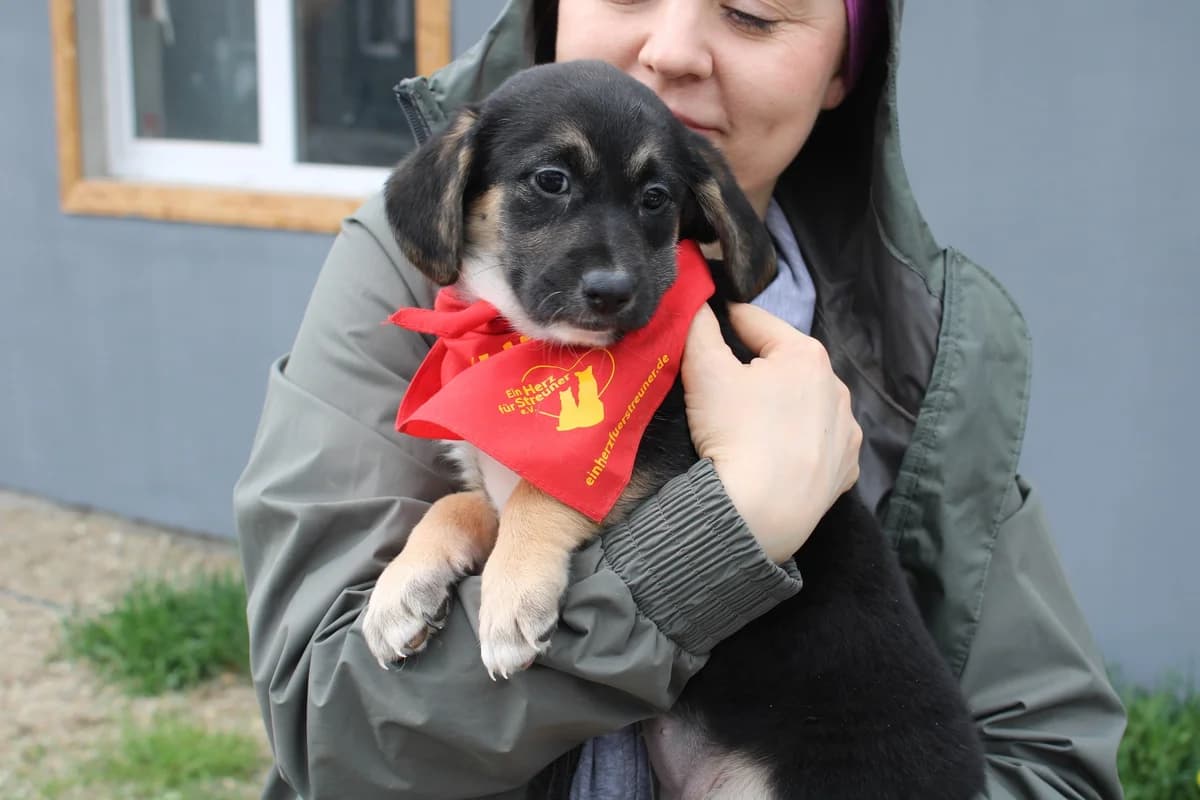 Bali, young Mixed Breed for adoption at Ein Herz für Streuner e.V., München