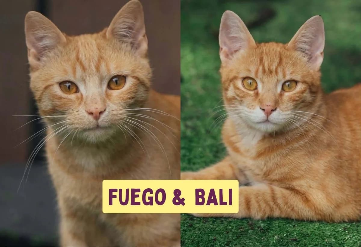 Bali&Fuego, female young Mixed Breed for adoption at Ein Herz für Streuner e.V., München