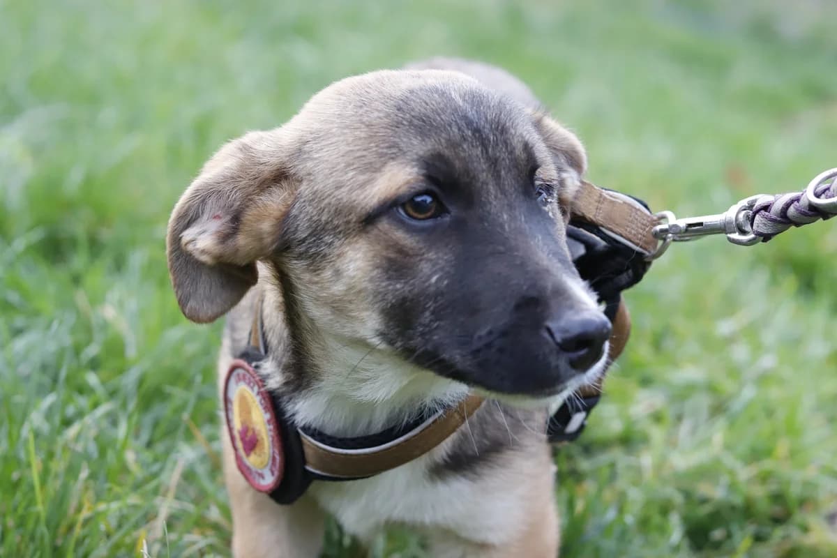 Balin, schwarz male puppy Mixed Breed for adoption at Ein Herz für Streuner e.V., München