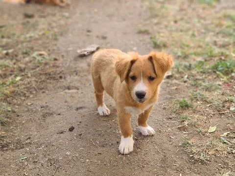 Balko, male puppy Mixed Breed for adoption at Ein Herz für Streuner e.V., München