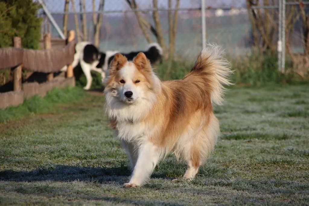 Balou, male senior Mixed Breed for adoption at Ein Herz für Streuner e.V., München