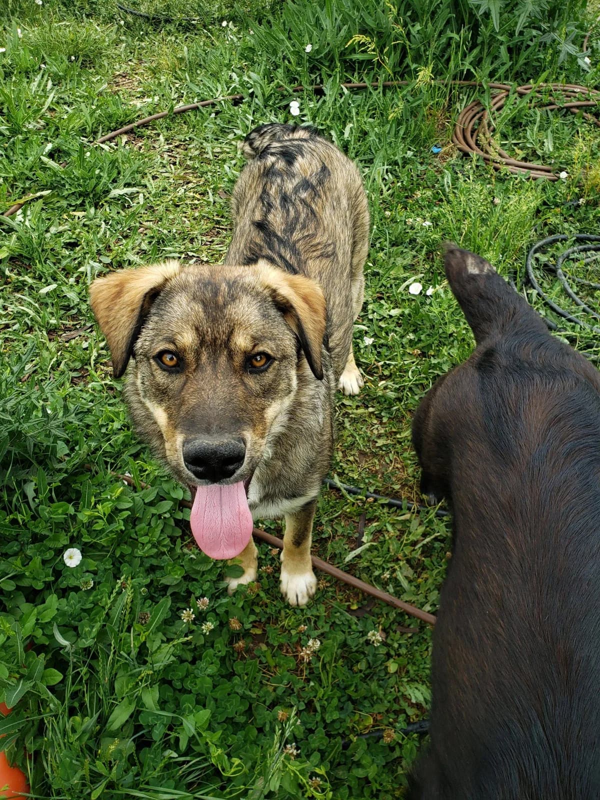 Balou, female 5yo Mixed Breed for adoption at Ein Herz für Streuner e.V., München