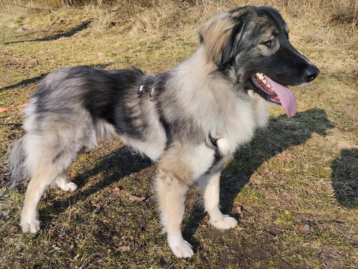 Balthasar, male 5yo Mixed Breed for adoption at Ein Herz für Streuner e.V., München