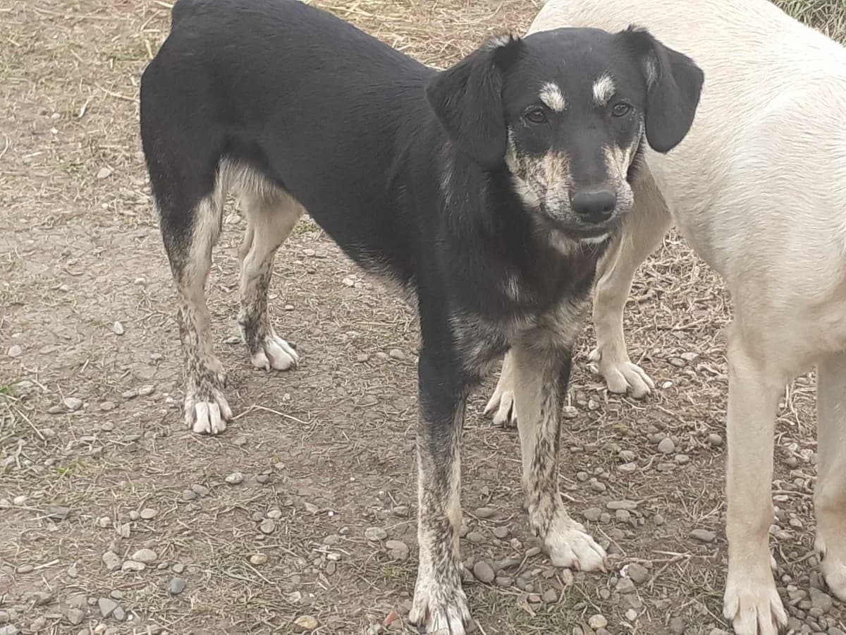 Balto, braun male puppy Mixed Breed for adoption at Ein Herz für Streuner e.V., München