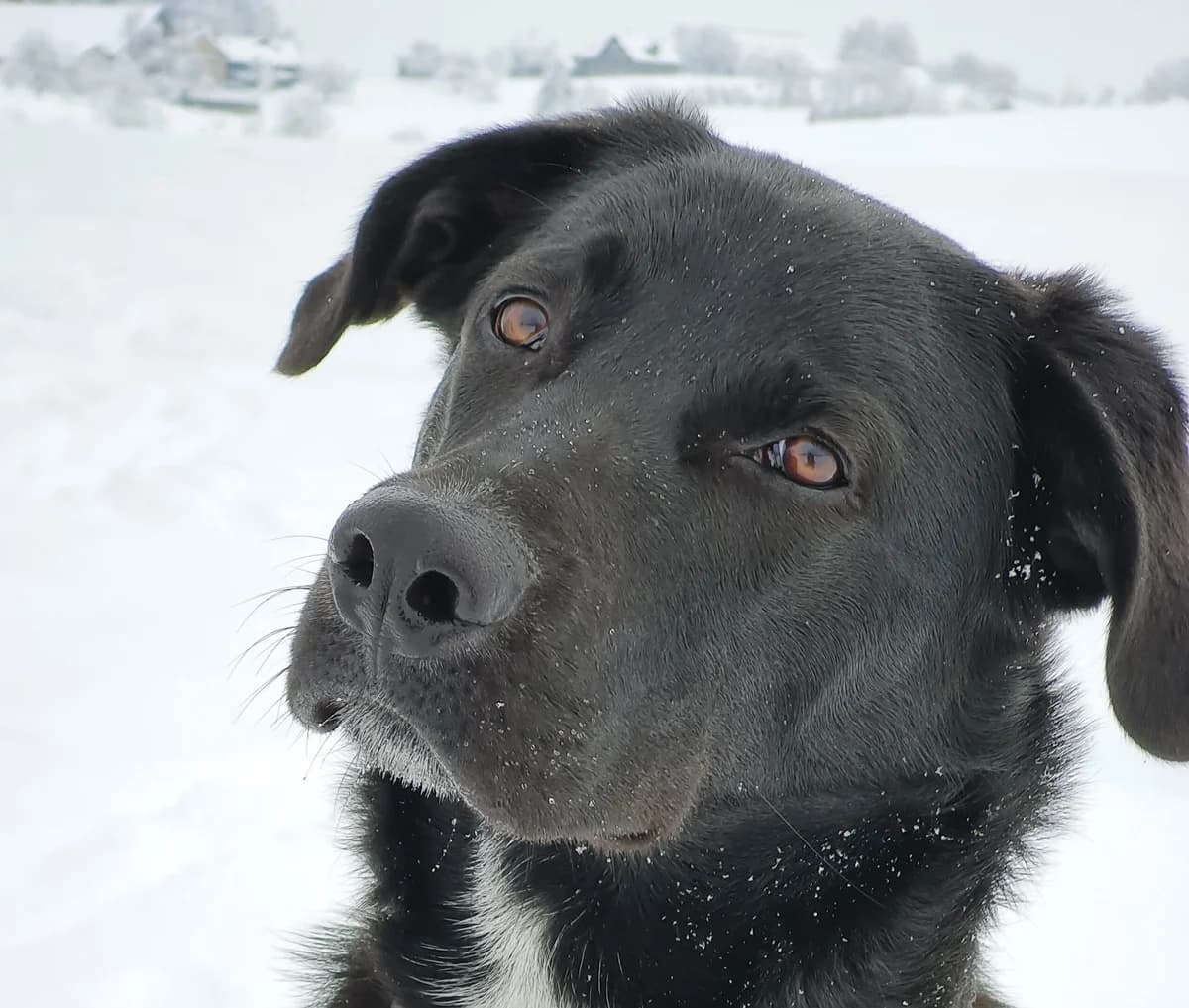 Balu, weiß male 4yo Mixed Breed for adoption at Ein Herz für Streuner e.V., München