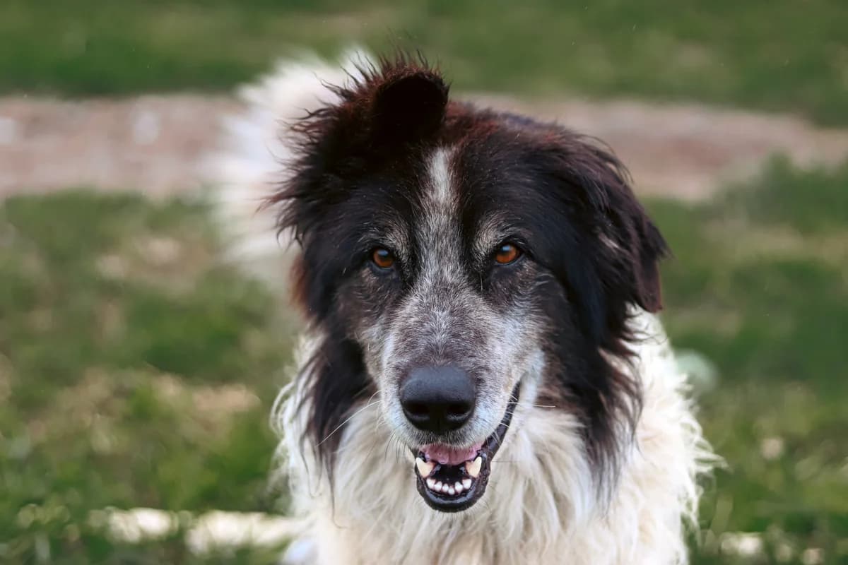 Balu, weiß male 7yo Mixed Breed for adoption at Ein Herz für Streuner e.V., München