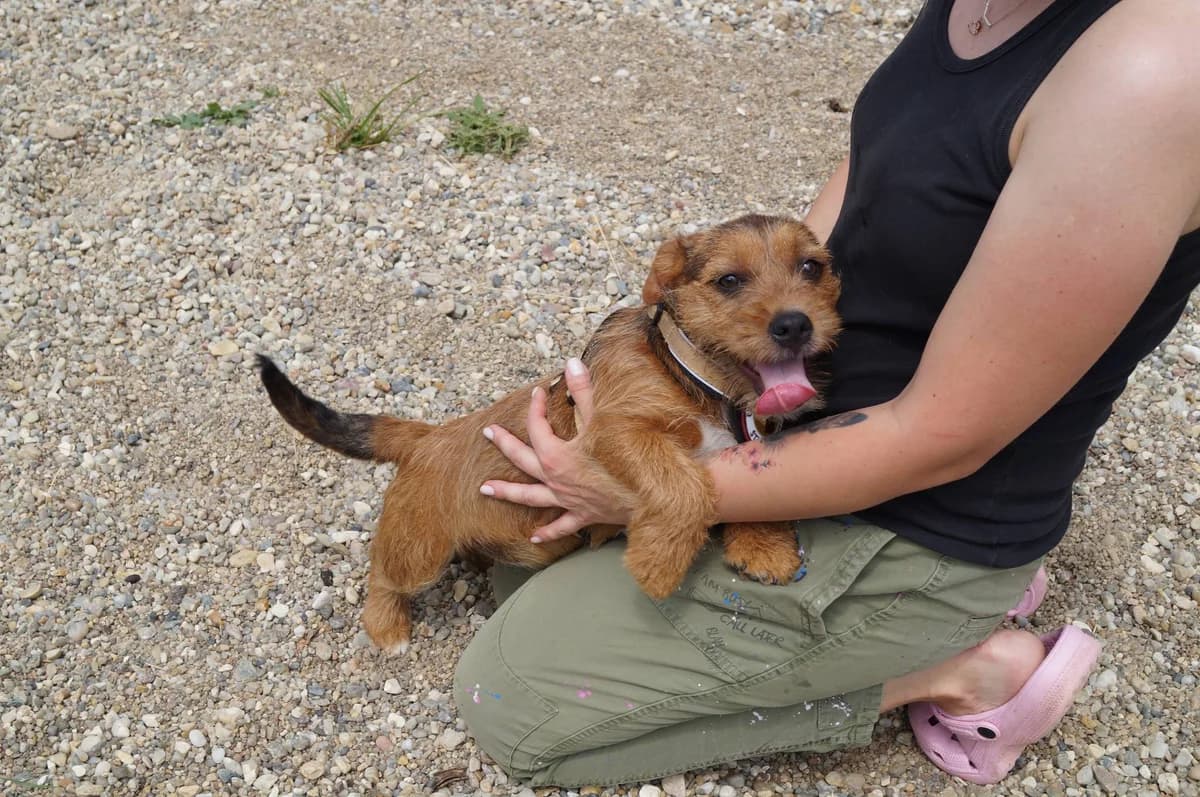 Bambi, female puppy Mixed Breed for adoption at Ein Herz für Streuner e.V., München