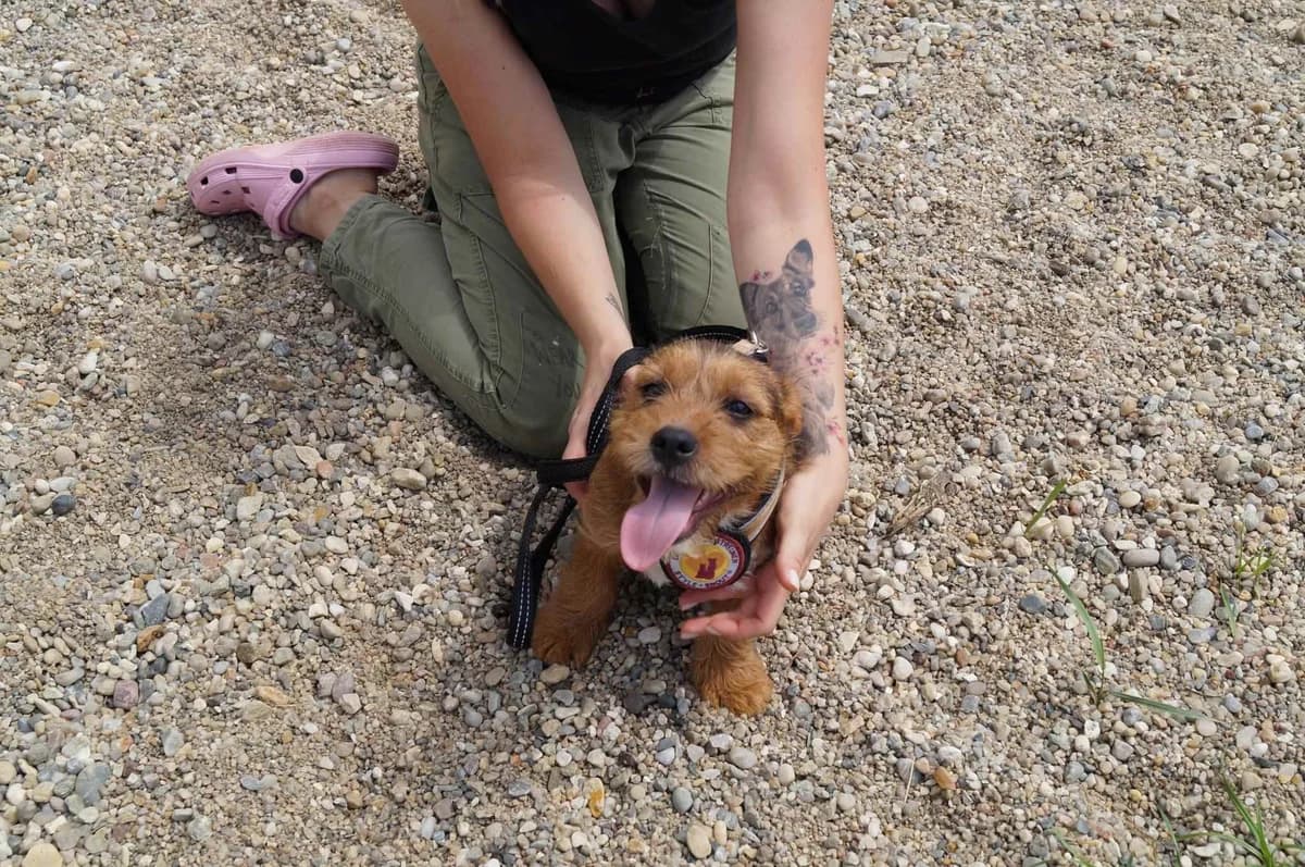 Bambi, female puppy Mixed Breed for adoption at Ein Herz für Streuner e.V., München