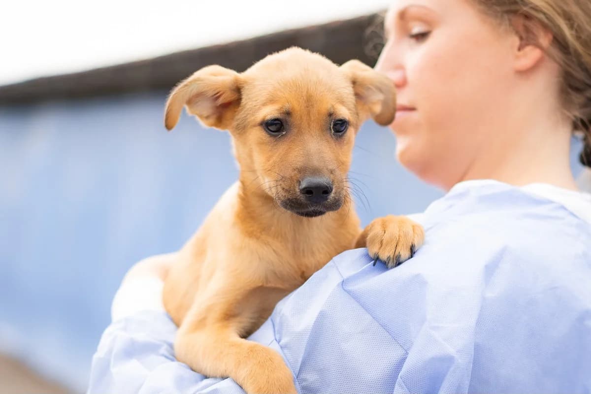 Bambi, female puppy Mixed Breed for adoption at Ein Herz für Streuner e.V., München