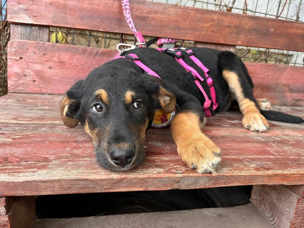 Bambi, schwarz female puppy Mixed Breed for adoption at Ein Herz für Streuner e.V., München