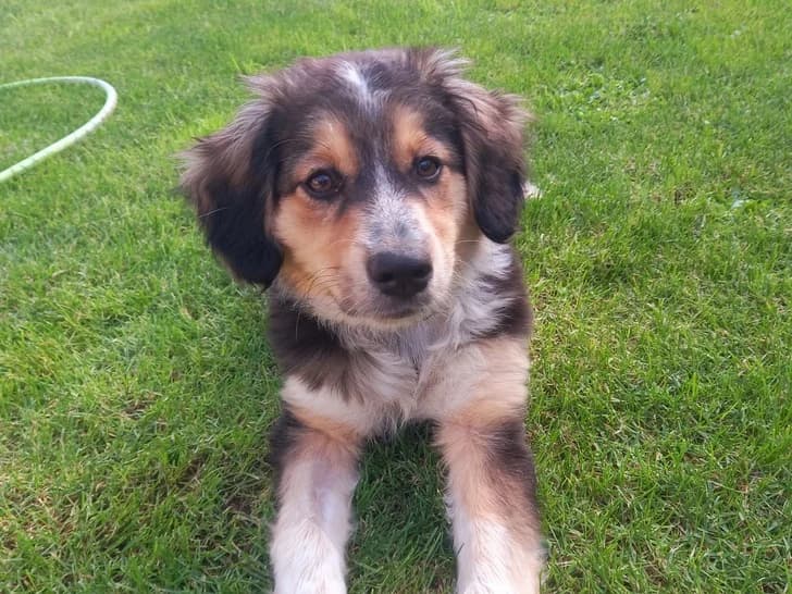 Bambinile, female puppy Mixed Breed for adoption at Ein Herz für Streuner e.V., München