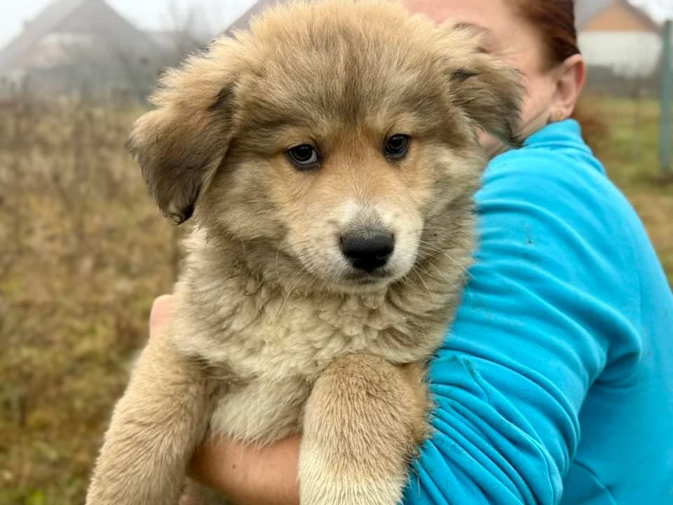 Bamboo, male puppy Mixed Breed for adoption at Ein Herz für Streuner e.V., München