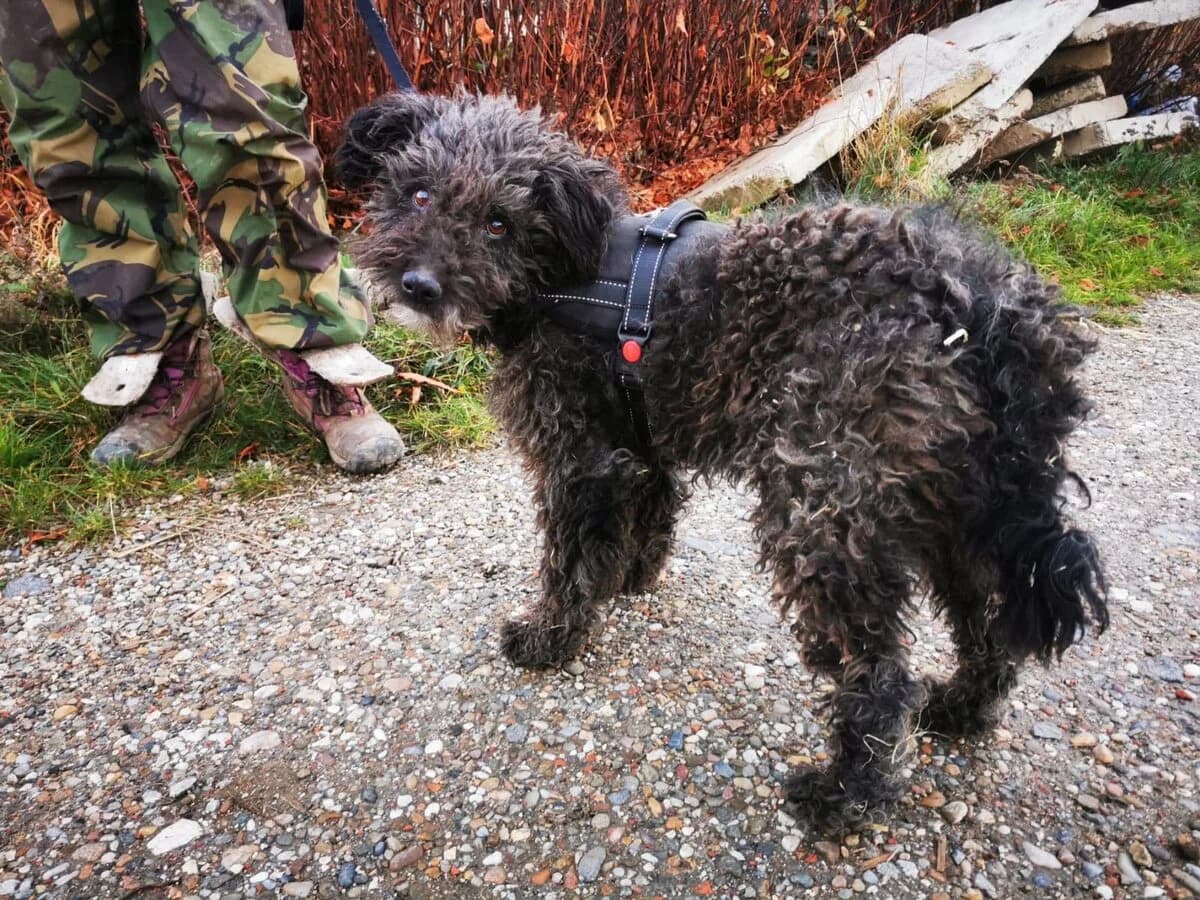 Bandit, male 5yo Mixed Breed for adoption at Ein Herz für Streuner e.V., München