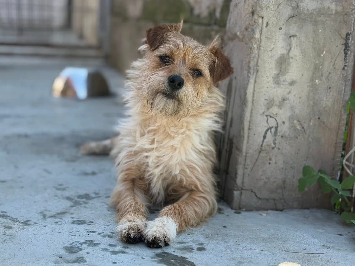 Bandito, male young Mixed Breed for adoption at Ein Herz für Streuner e.V., München