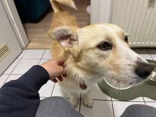 Banjo, male young Mixed Breed for adoption at Ein Herz für Streuner e.V., München
