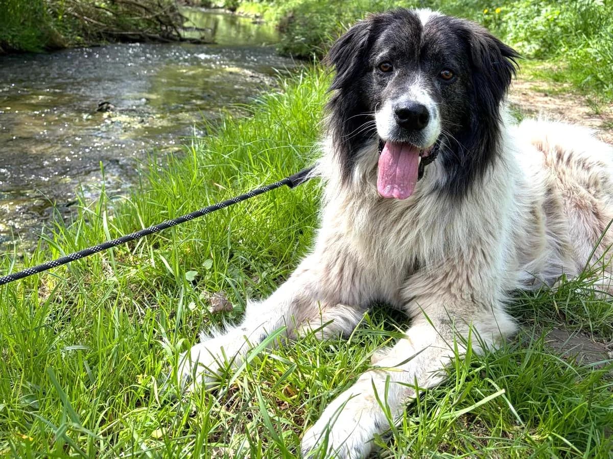 Banshee, weiß female 7yo Mixed Breed for adoption at Ein Herz für Streuner e.V., München