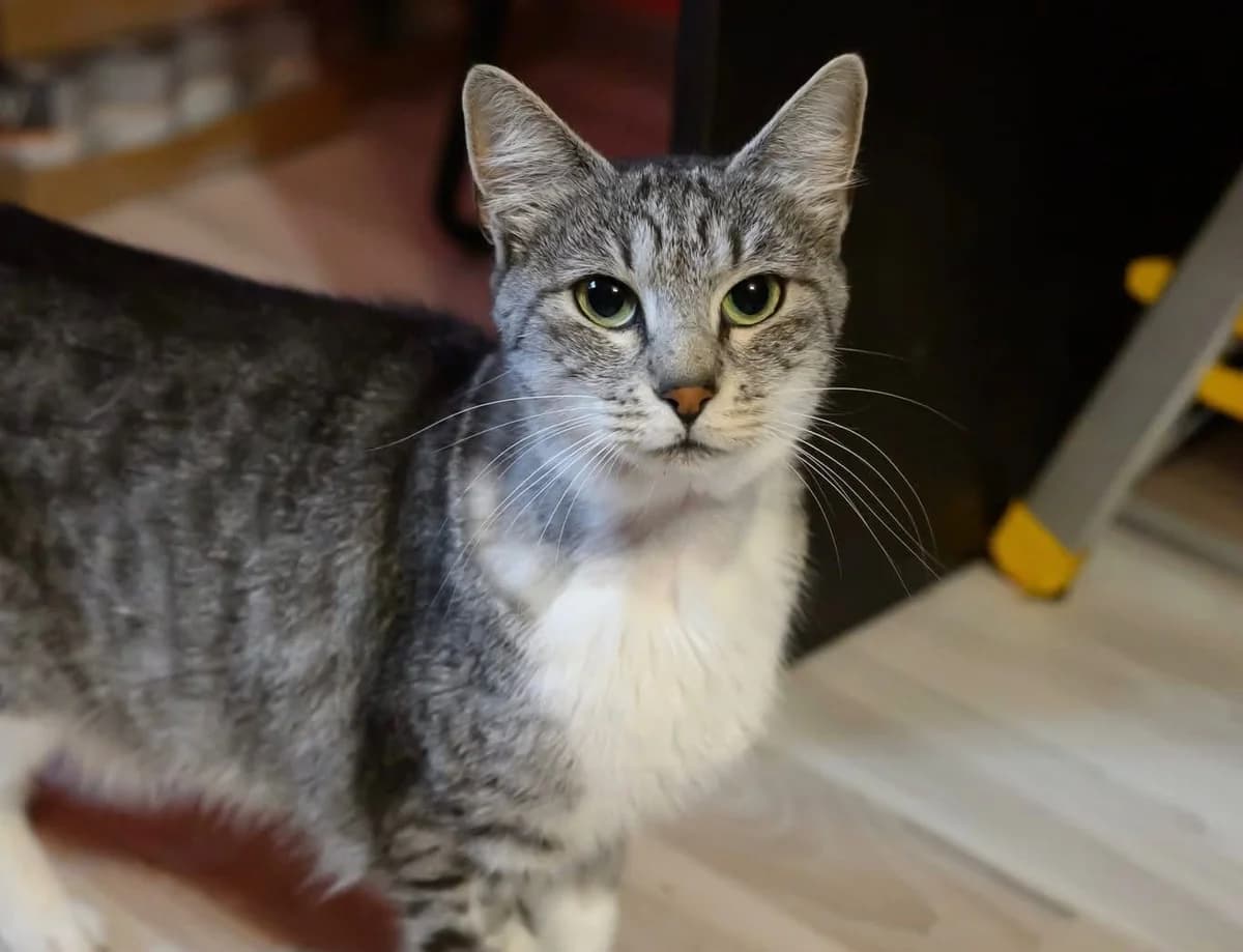 Barbara, female 3yo Mixed Breed for adoption at Ein Herz für Streuner e.V., München