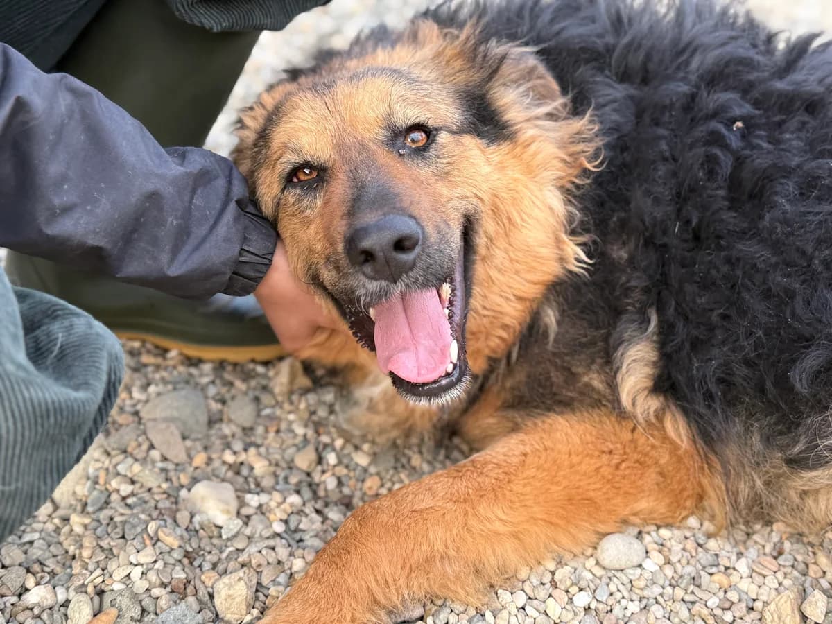 Barbara, female 4yo Mixed Breed for adoption at Ein Herz für Streuner e.V., München