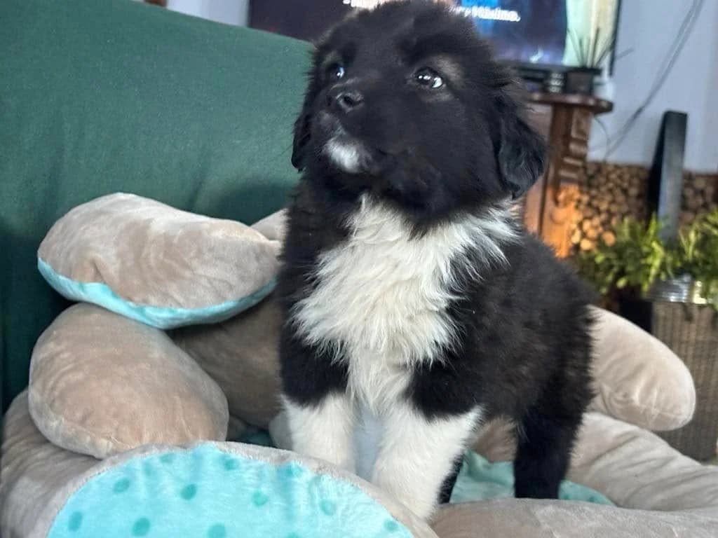 Barbo, Mixed Breed for adoption at Ein Herz für Streuner e.V., München