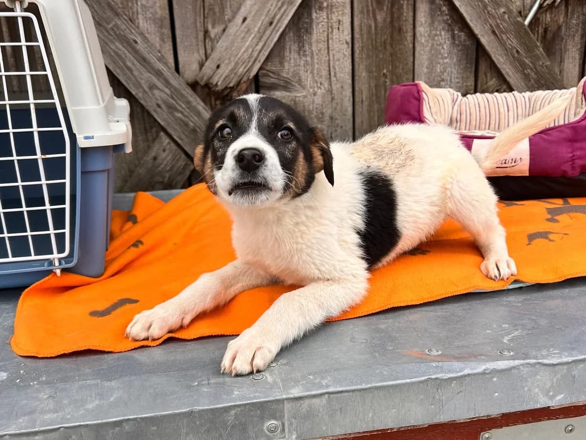 Bari, weiß male puppy Mixed Breed for adoption at Ein Herz für Streuner e.V., München
