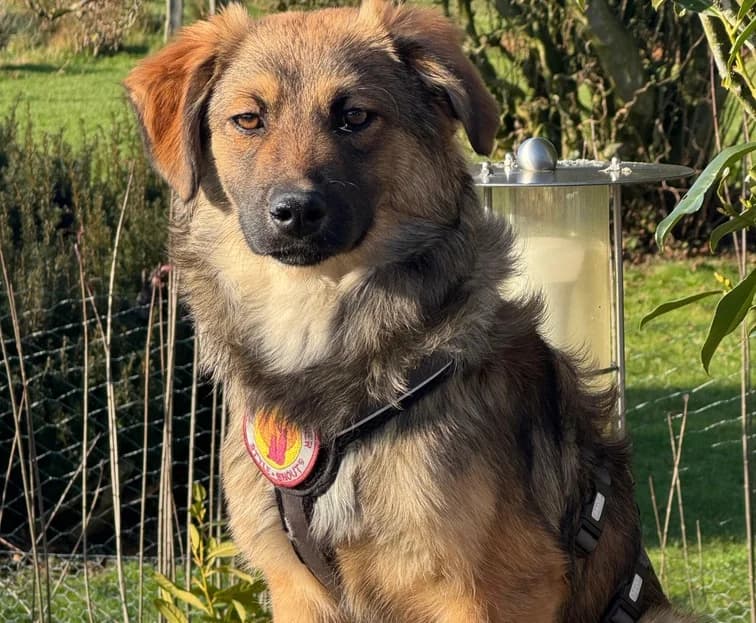 Barish, male puppy Mixed Breed for adoption at Ein Herz für Streuner e.V., München
