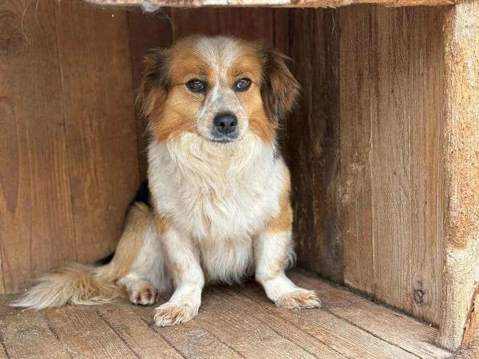 Barley, male 3yo Mixed Breed for adoption at Ein Herz für Streuner e.V., München