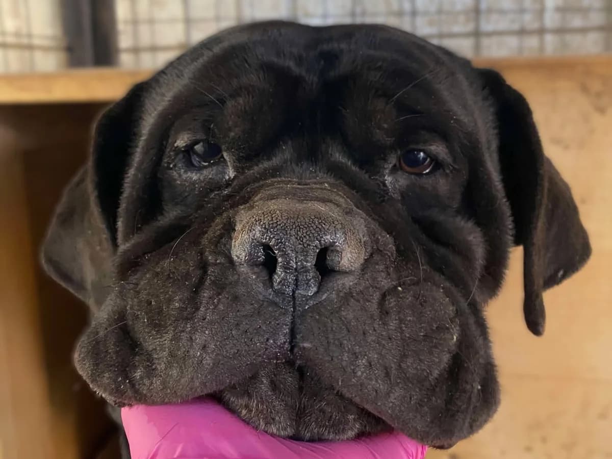Barnabas, weiß male 5yo Mixed Breed for adoption at Ein Herz für Streuner e.V., München