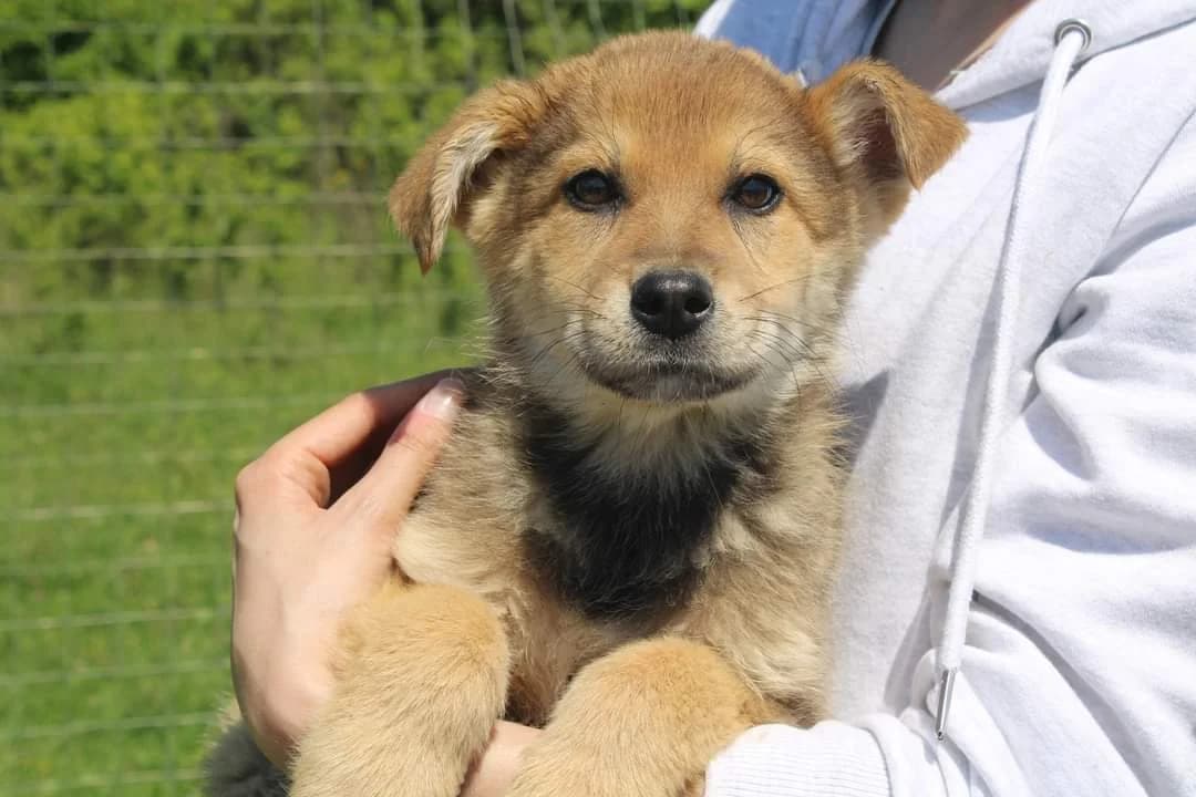 Barnaby, male puppy Mixed Breed for adoption at Ein Herz für Streuner e.V., München
