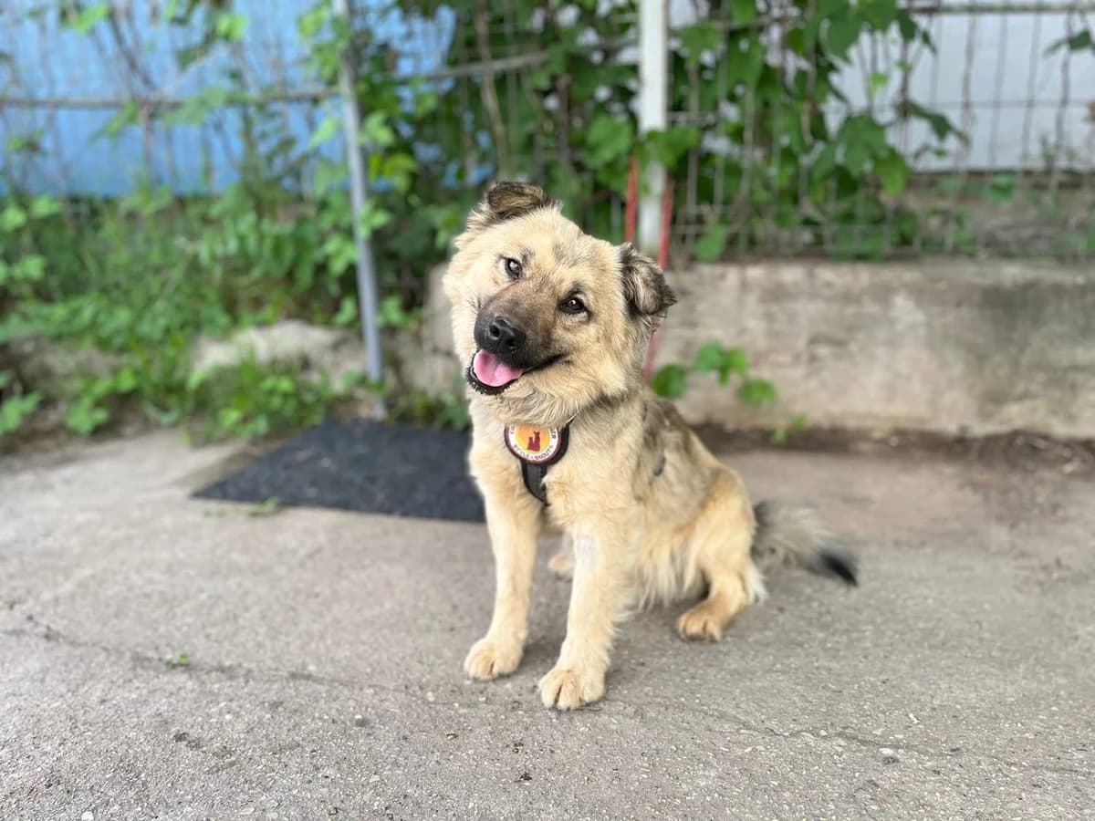 Barnes, creme male young Mixed Breed for adoption at Ein Herz für Streuner e.V., München