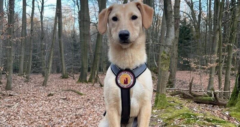 Barney, weiß male puppy Mixed Breed for adoption at Ein Herz für Streuner e.V., München
