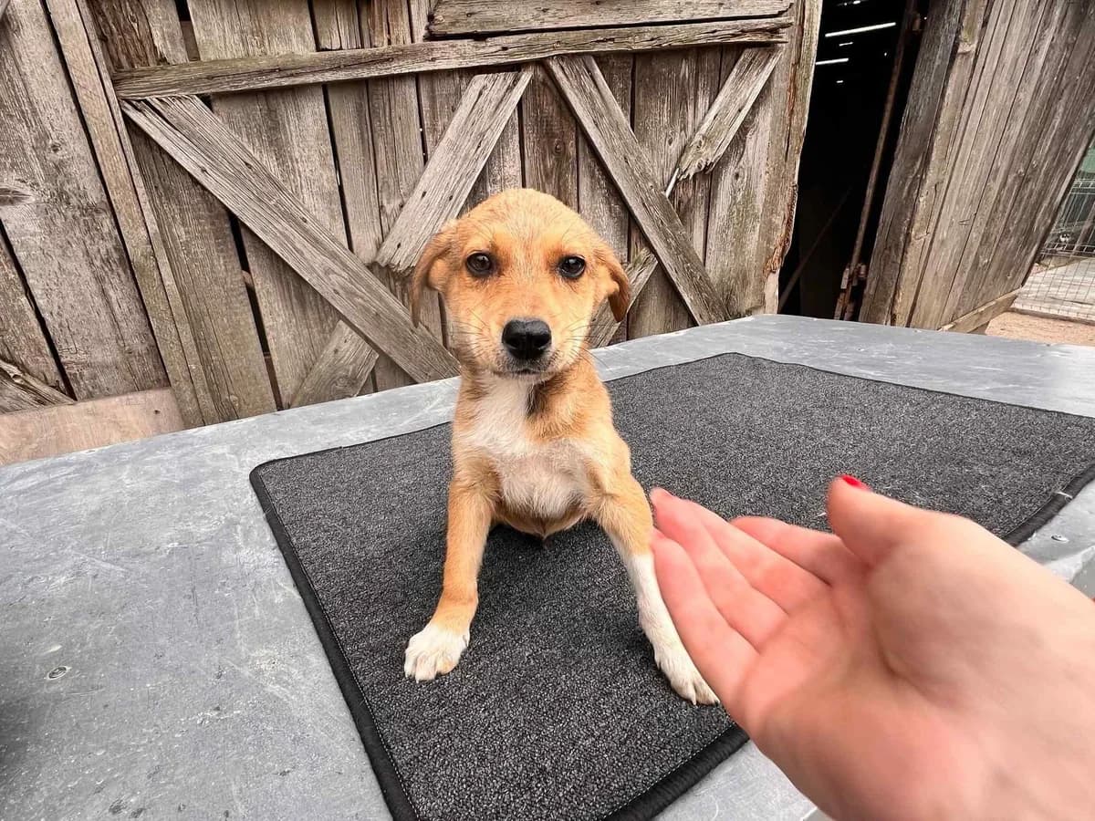 Barney, male puppy Mixed Breed for adoption at Ein Herz für Streuner e.V., München