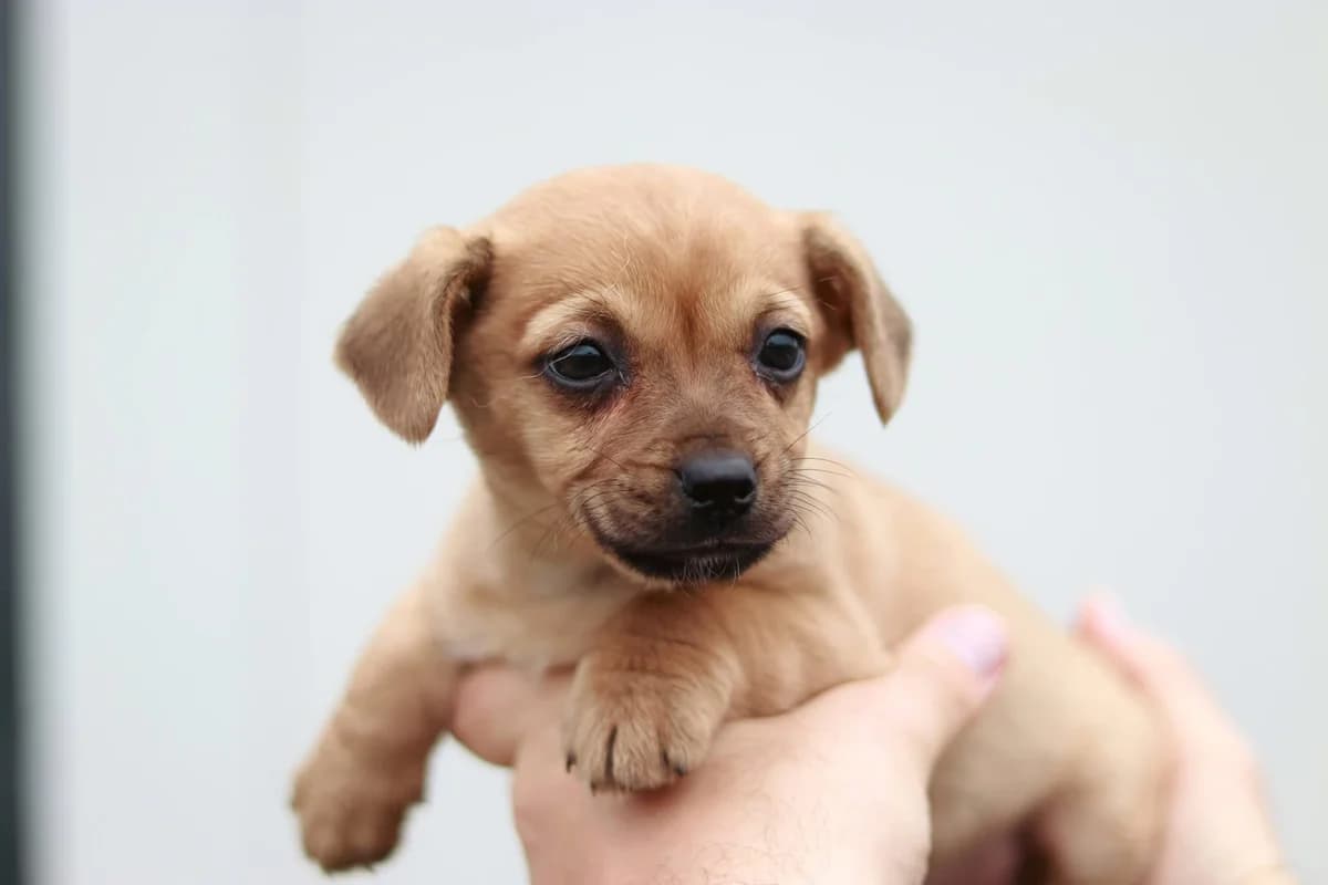 Barney, male puppy Mixed Breed for adoption at Ein Herz für Streuner e.V., München