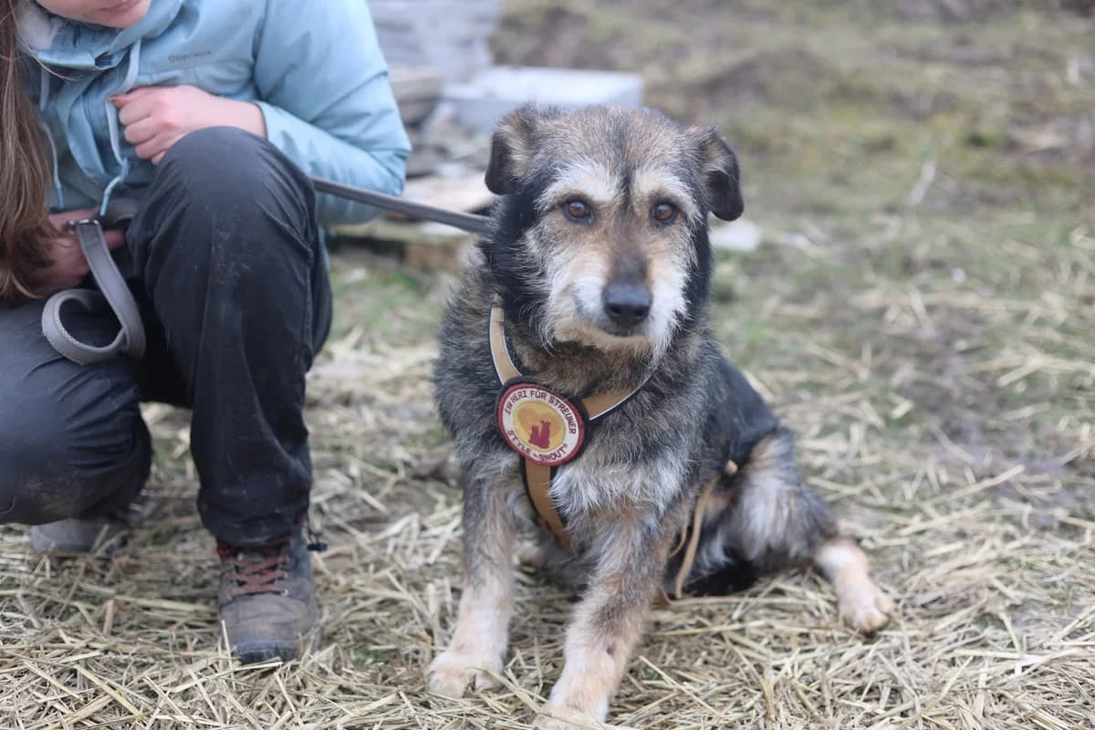 Barney, male senior Mixed Breed for adoption at Ein Herz für Streuner e.V., München