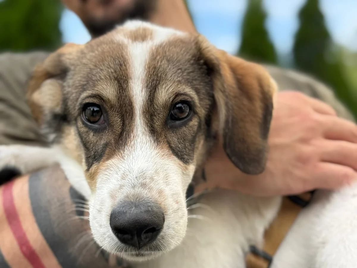 Barny, braun male puppy Mixed Breed for adoption at Ein Herz für Streuner e.V., München