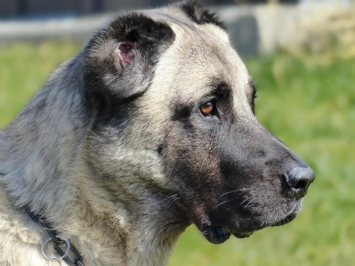 Baron, male 3yo Mixed Breed for adoption at Ein Herz für Streuner e.V., München