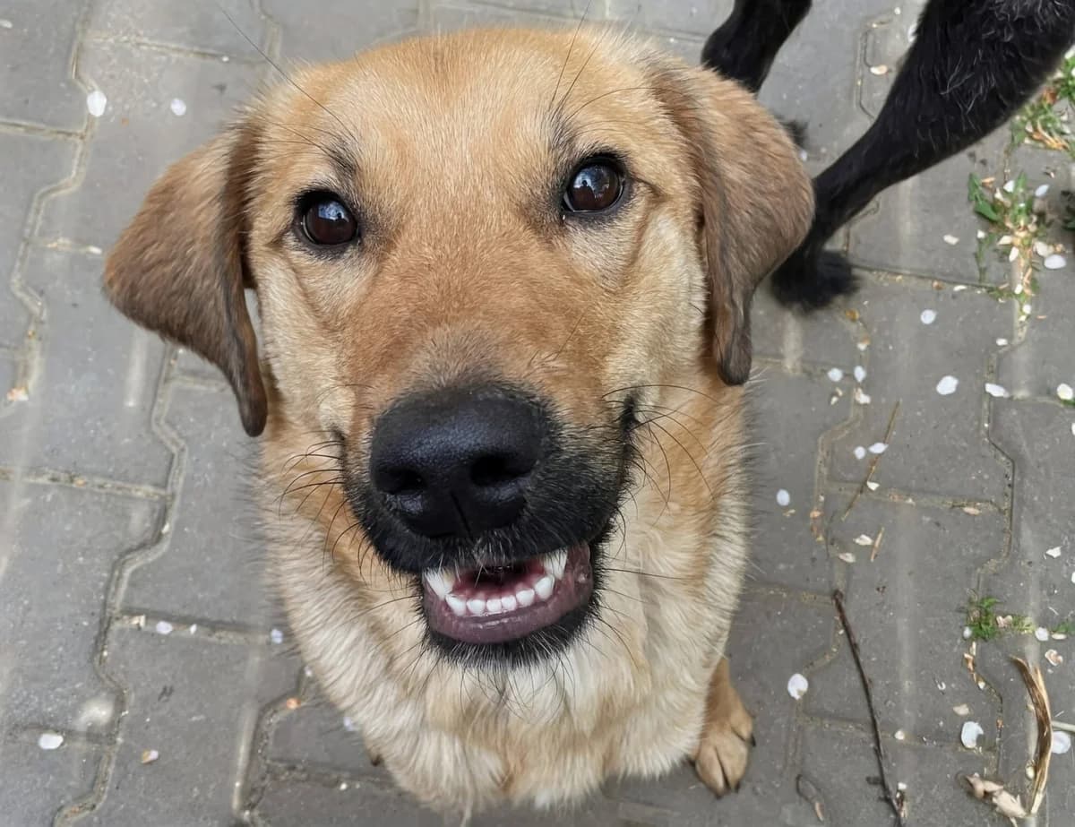 Barry, male 5yo Mixed Breed for adoption at Ein Herz für Streuner e.V., München