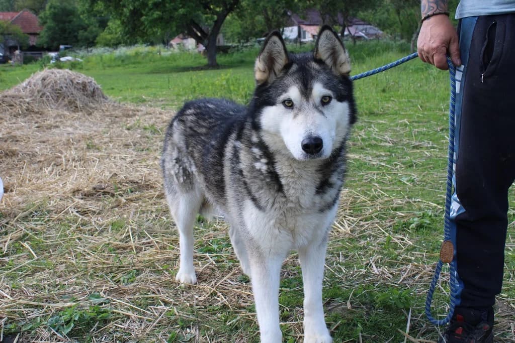 Basko, gold male 5yo Mixed Breed for adoption at Ein Herz für Streuner e.V., München