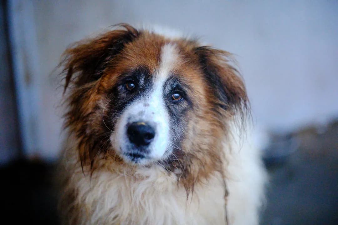 Basko, weiß male senior Mixed Breed for adoption at Ein Herz für Streuner e.V., München
