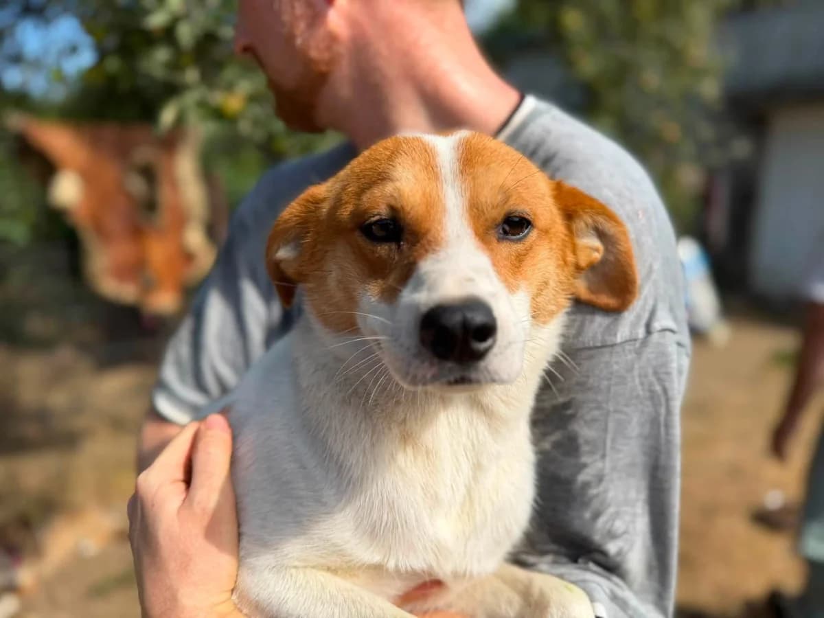 Basko, weiß male young Mixed Breed for adoption at Ein Herz für Streuner e.V., München