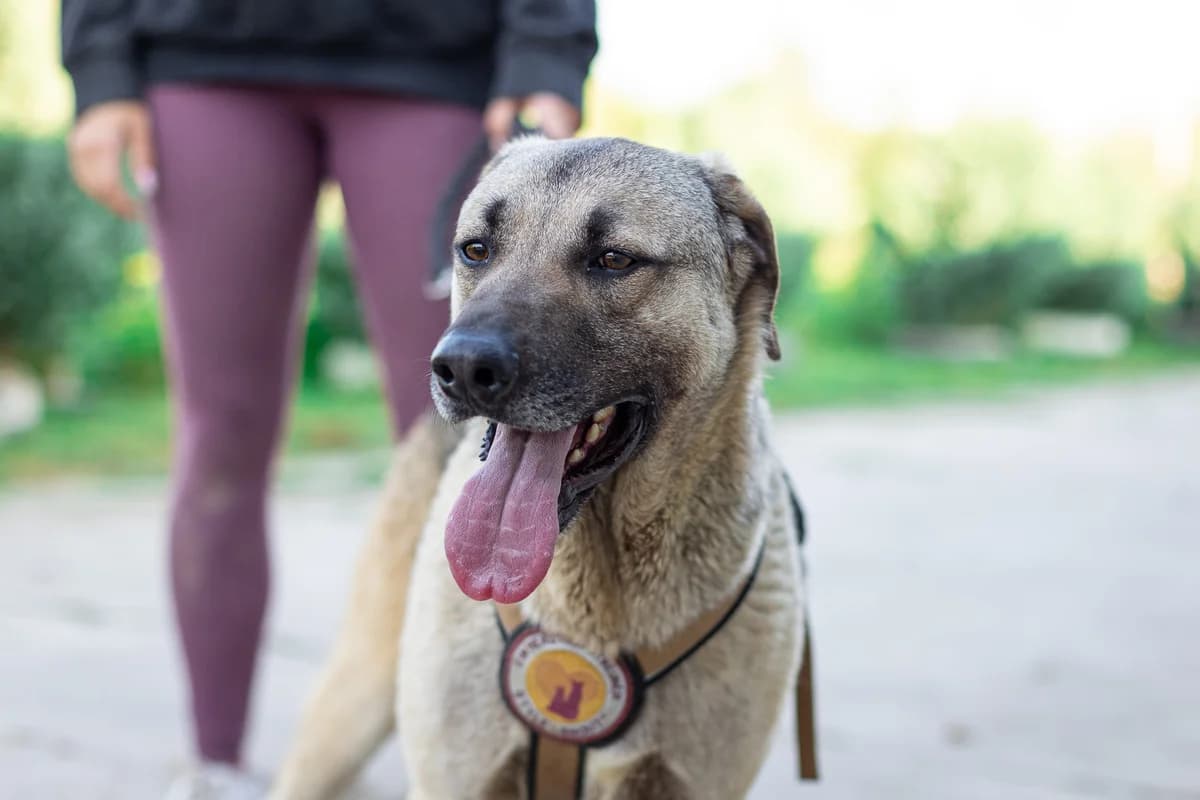 Basti, male 5yo Mixed Breed for adoption at Ein Herz für Streuner e.V., München