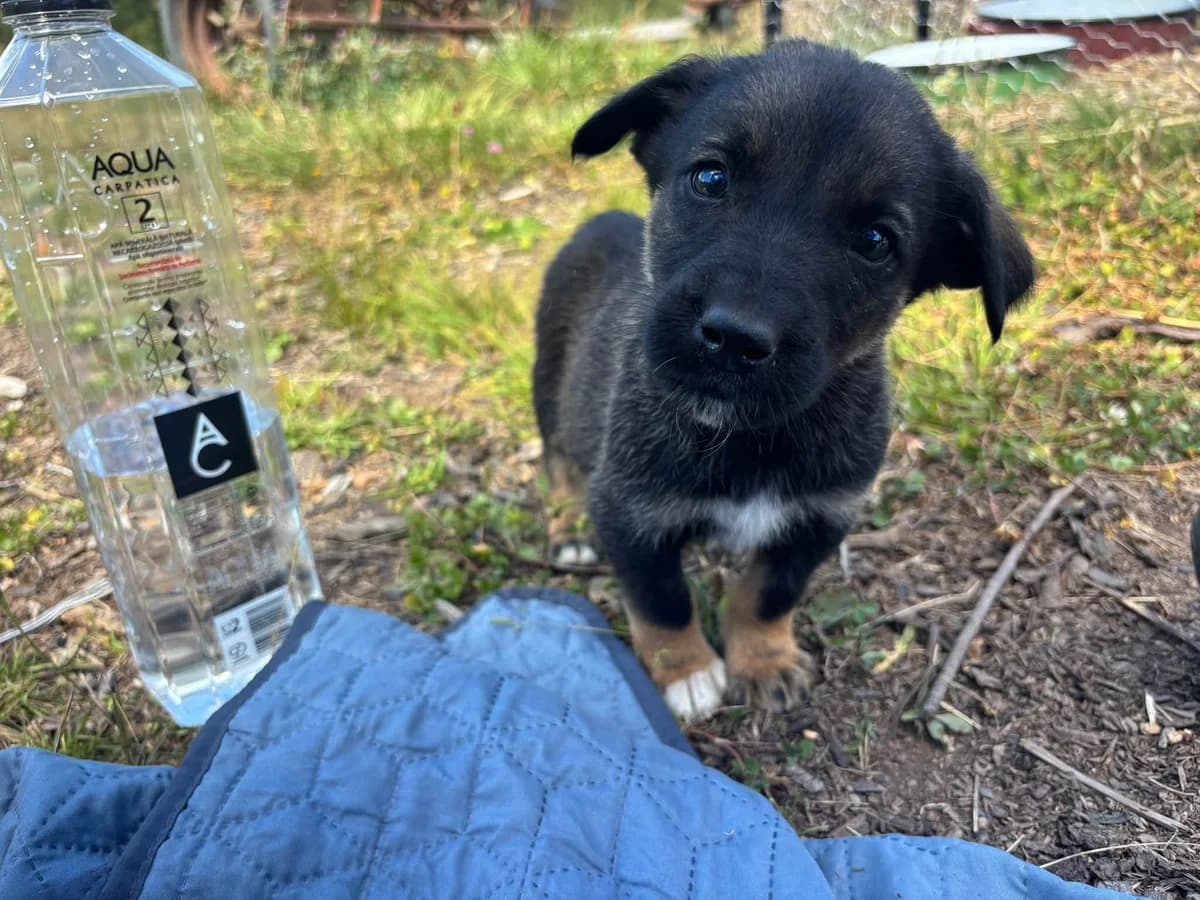 Bastl, male puppy Mixed Breed for adoption at Ein Herz für Streuner e.V., München