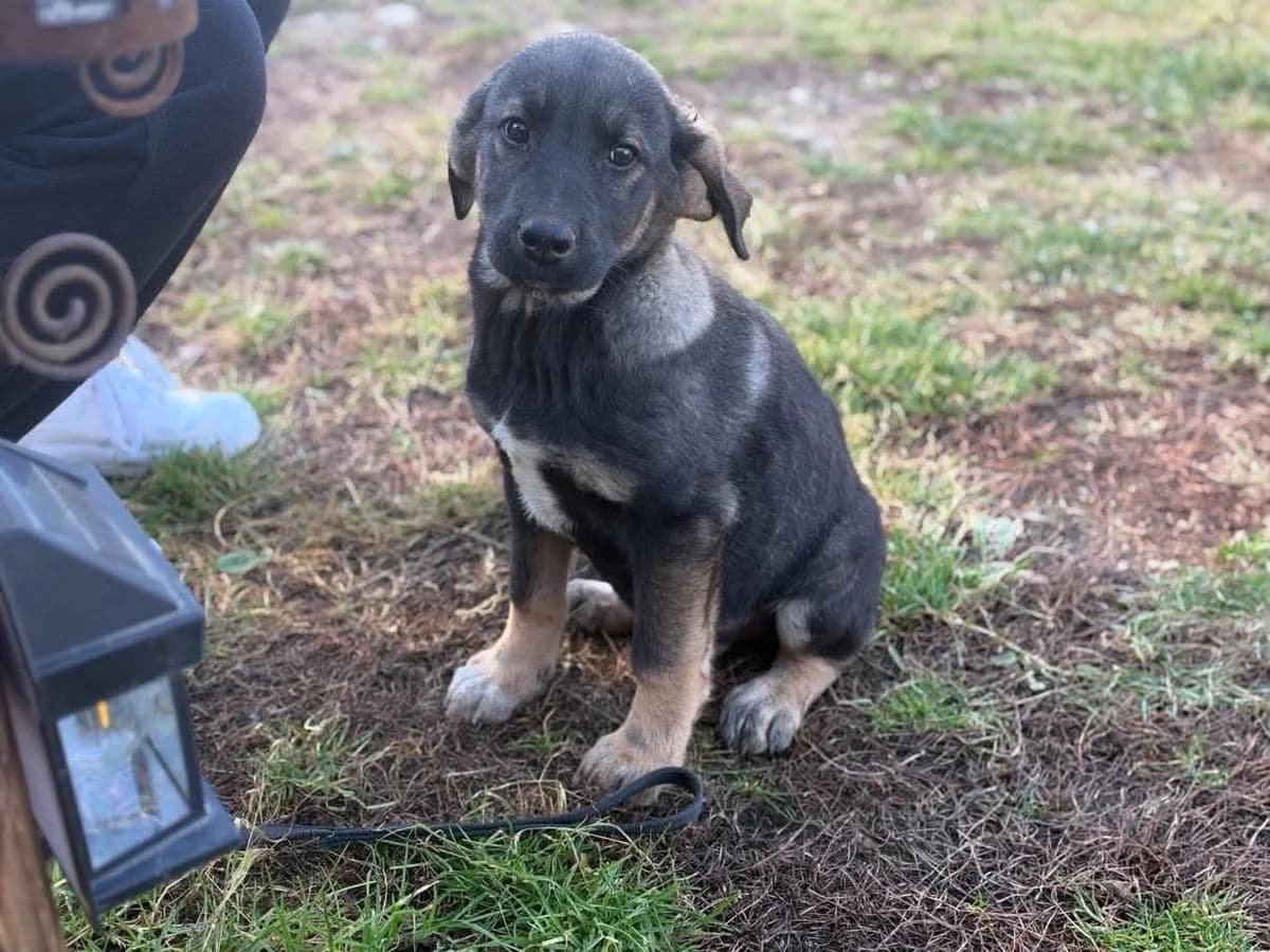 Bastl, male puppy Mixed Breed for adoption at Ein Herz für Streuner e.V., München