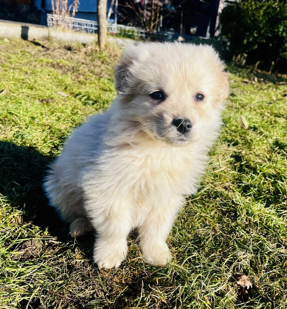 Batida, male puppy Mixed Breed for adoption at Ein Herz für Streuner e.V., München