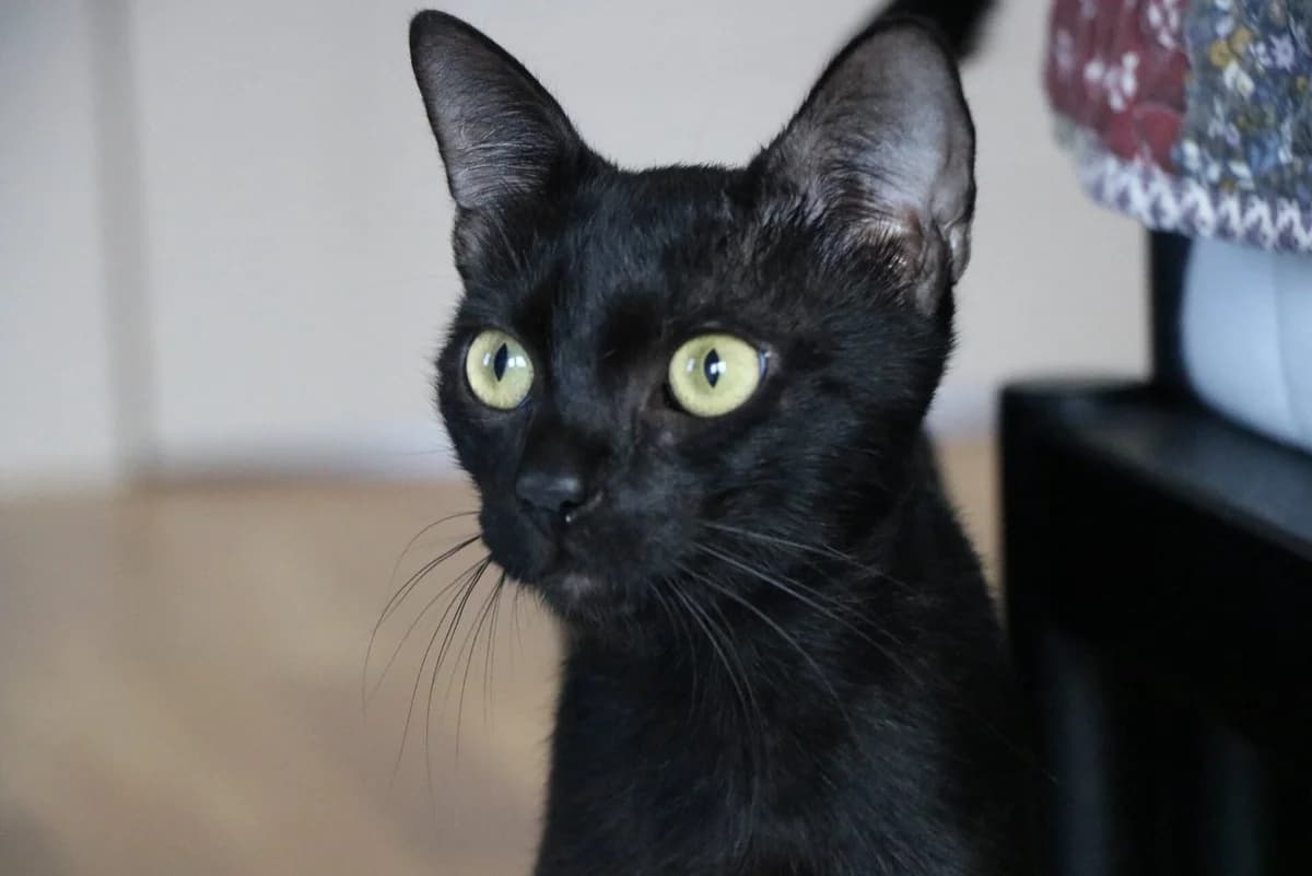 Batman, male young Mixed Breed for adoption at Ein Herz für Streuner e.V., München