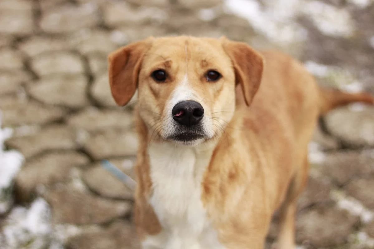 Batman, male 3yo Mixed Breed for adoption at Ein Herz für Streuner e.V., München